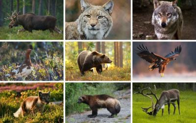 Djur i fjällen – 11 djur du kan stöta på vid fjällvandring