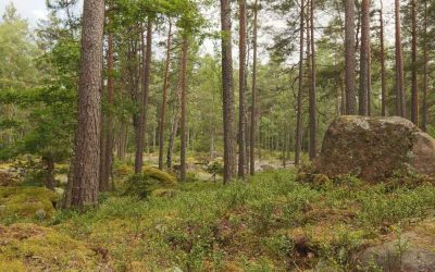 Vandring i Småland – 8 fina vandringsleder