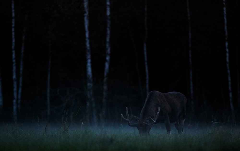 djur vandring på natten