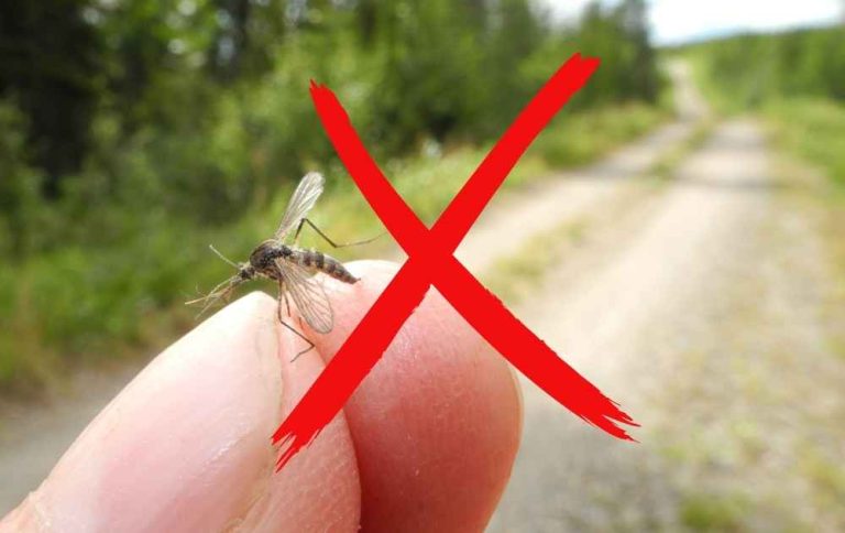 undvika mygg vandring