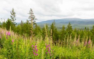 vandring funäsdalen