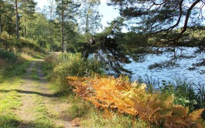 Vandring i Ludvika – 7 fina vandringsleder